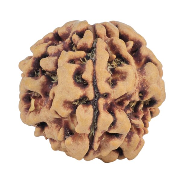 1MK(Underdeveloped) 22.5mm 3.85gm - Rudraksha