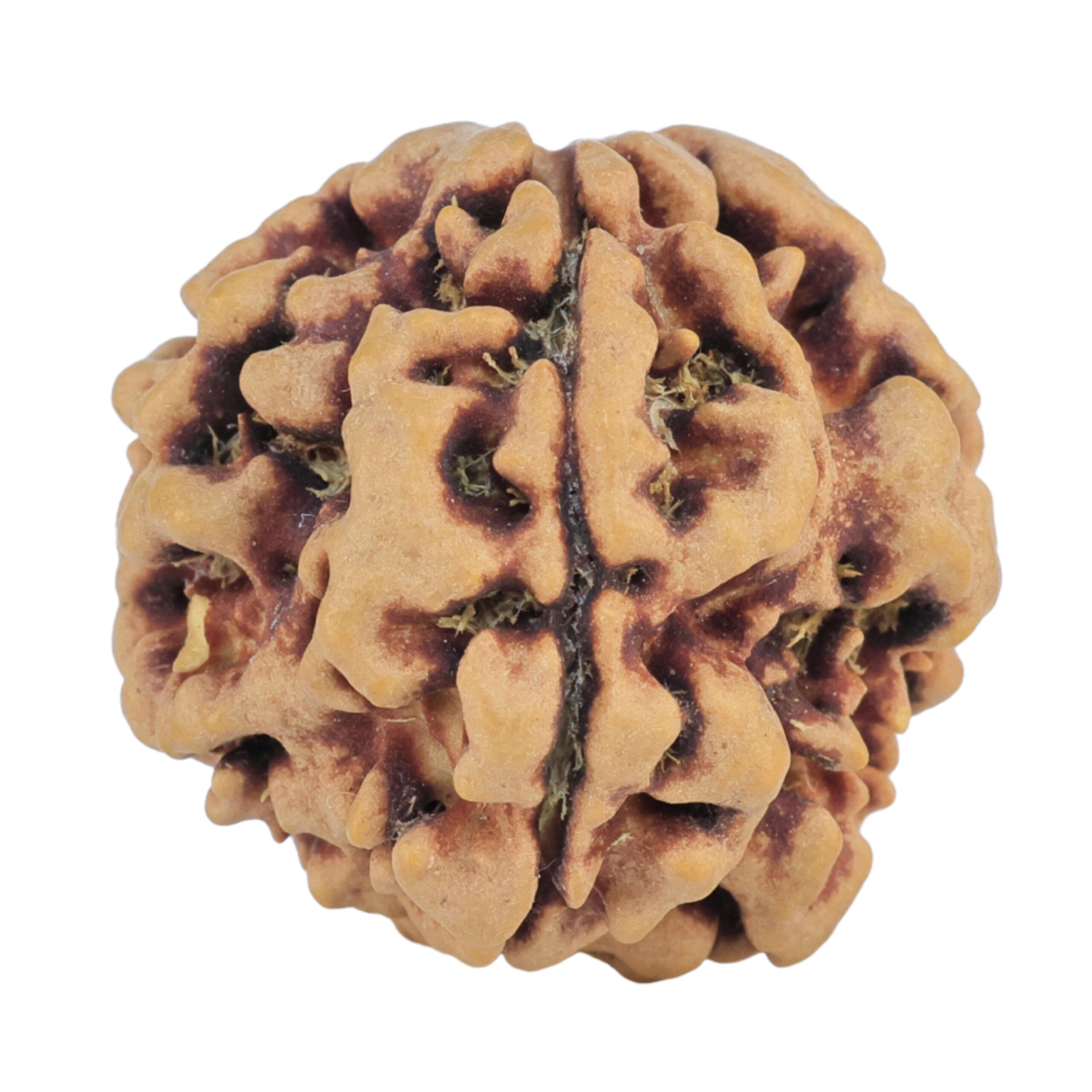 1MK(Underdeveloped) 22.5mm 3.85gm - Rudraksha