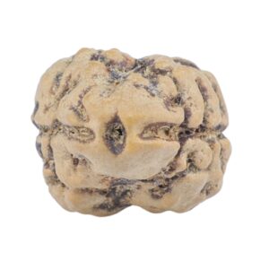 2 Mukhi Rudraksha 25.4mm 2gm - Rudraksha