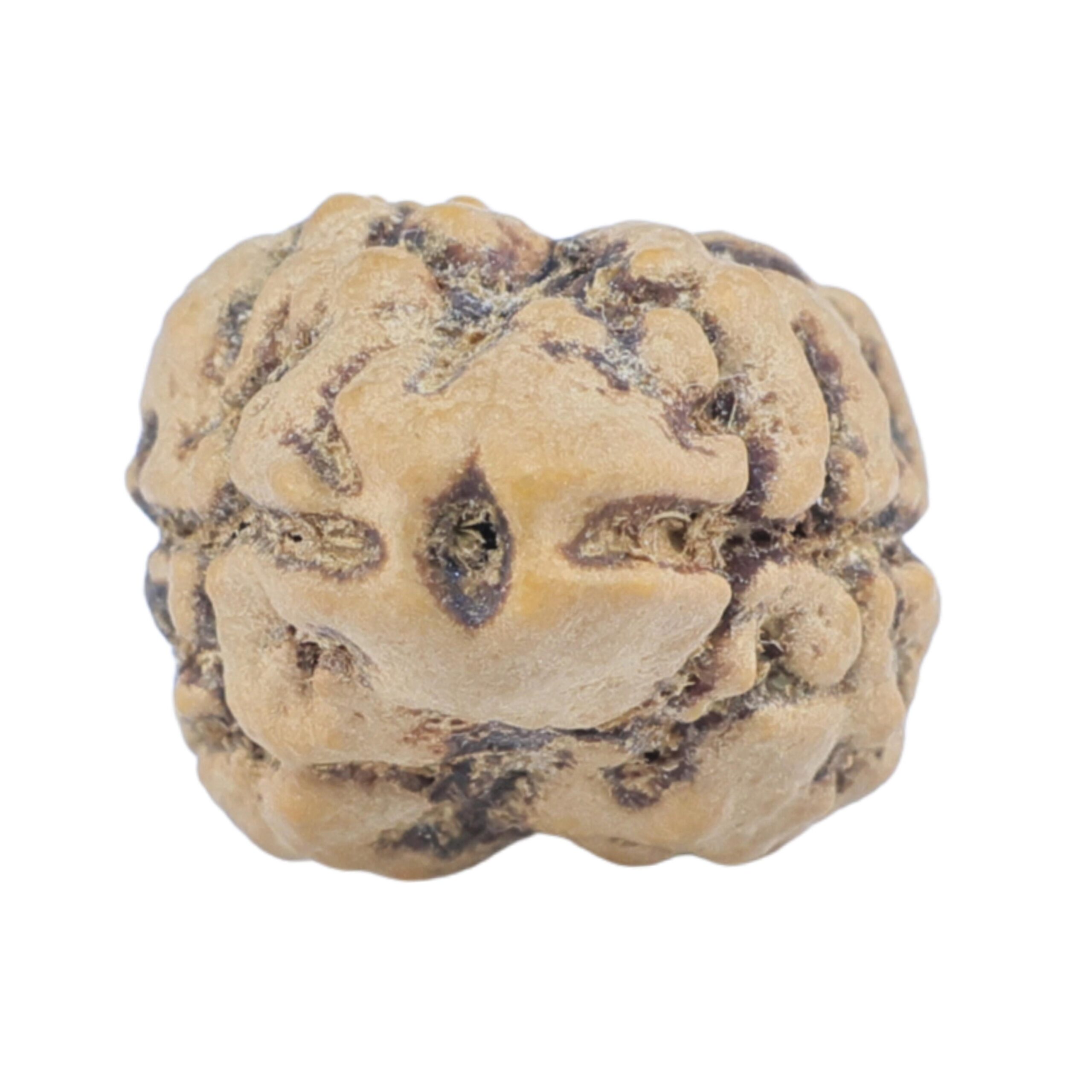 2 Mukhi Rudraksha 25.4mm 2gm - Rudraksha