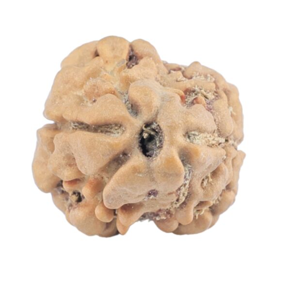 2 Mukhi Rudraksha 22.9mm 1.8gm - Rudraksha