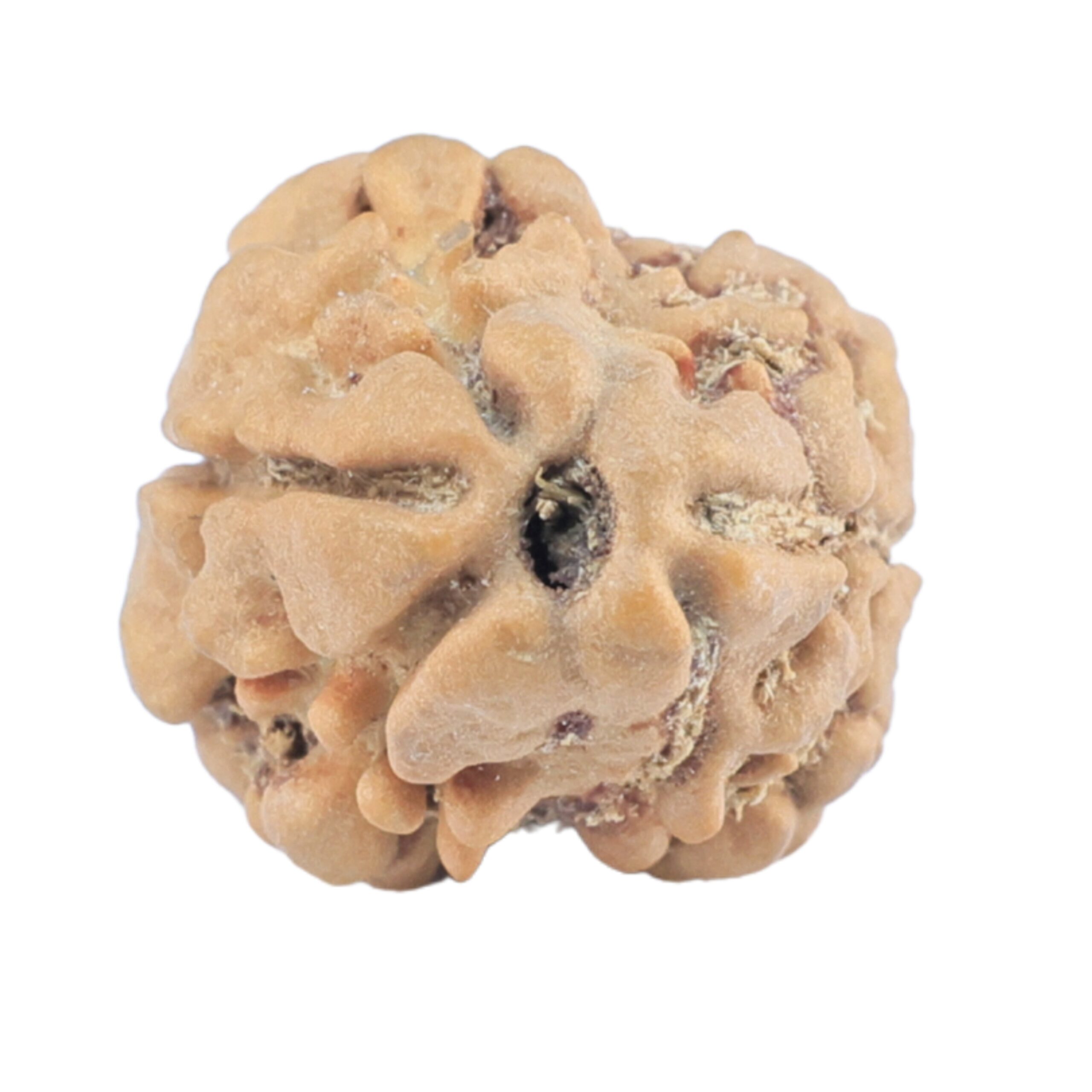 2 Mukhi Rudraksha 22.9mm 1.8gm - Rudraksha