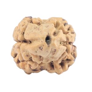 2 Mukhi Rudraksha 21.5mm 1.43gm - Rudraksha