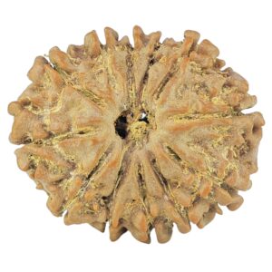 12 Mukhi Rudraksha 24.1mm 3.46gm - Rudraksha