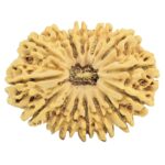 15 Mukhi Rudraksha 33.6mm 6.19gm - Rudraksha