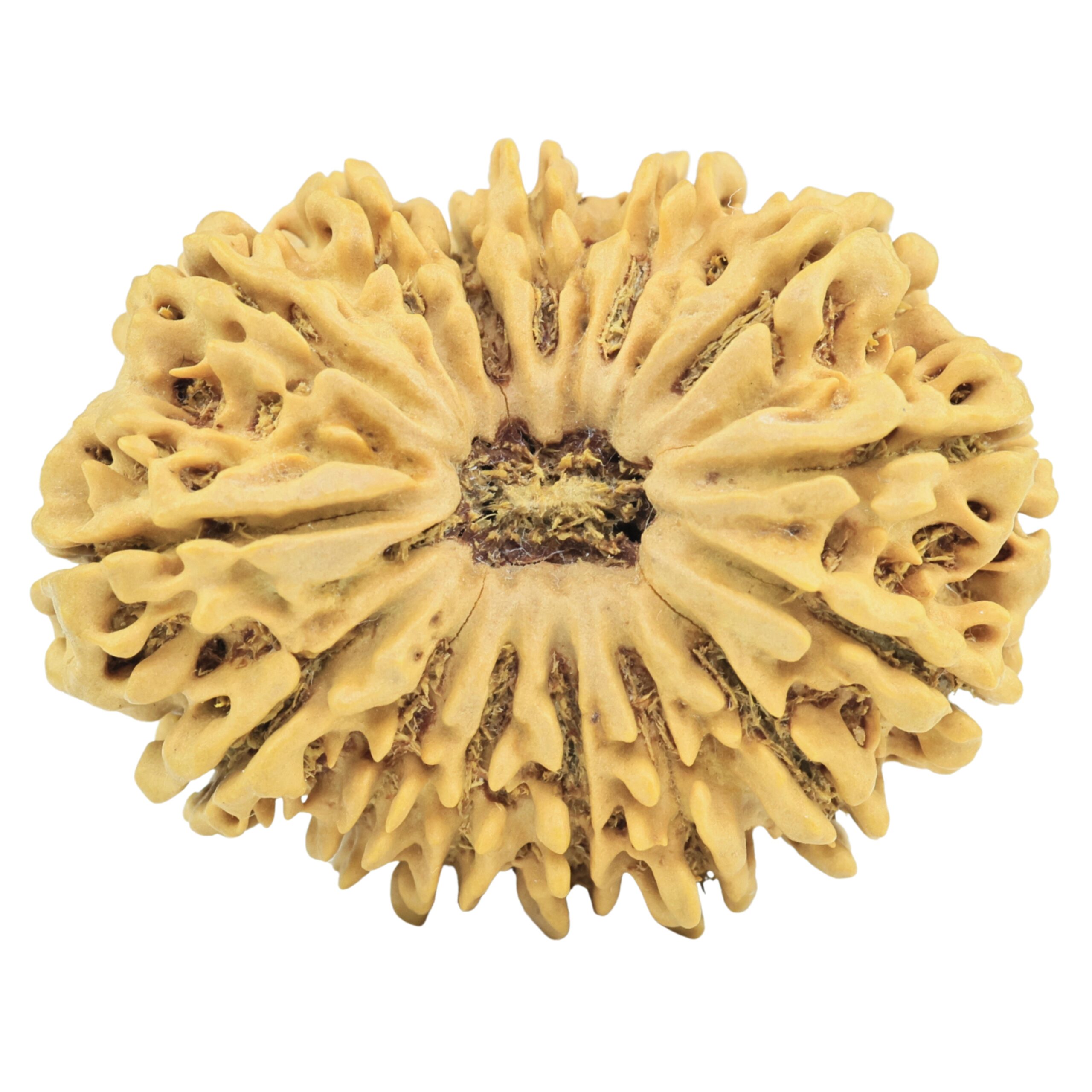 15 Mukhi Rudraksha 33.6mm 6.19gm - Rudraksha