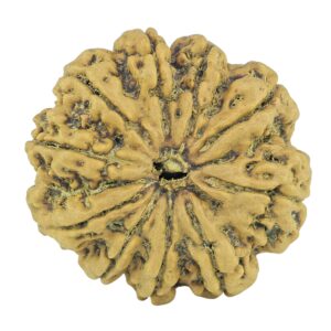 10 Mukhi Rudraksha 27.4mm 5gm - Rudraksha