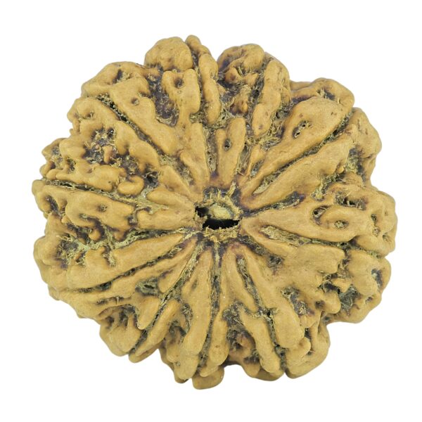 10 Mukhi Rudraksha 27.4mm 5gm - Rudraksha