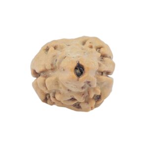 2 Mukhi Rudraksha 22.1mm 1.63gm - Rudraksha