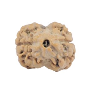 2 Mukhi Rudraksha 20.8mm 2gm - Rudraksha
