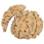 Sawar/Ganesh (6+1) 23mm 2.19gm - Rudraksha