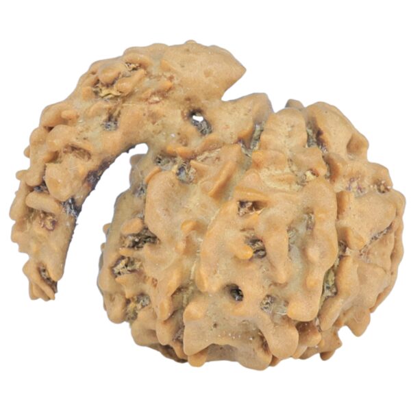 Sawar/Ganesh (6+1) 23mm 2.19gm - Rudraksha