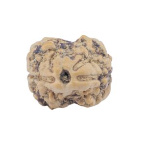 2 Mukhi Rudraksha 21.9mm 1.7gm - Rudraksha