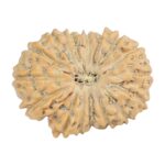 16 Mukhi Rudraksha 22.2mm 2.39gm - Rudraksha