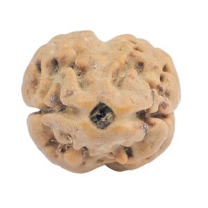 2 Mukhi Rudraksha 18.8mm 1.31gm - Rudraksha