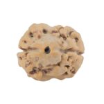 2 Mukhi Rudraksha 17.2mm 1.19gm - Rudraksha