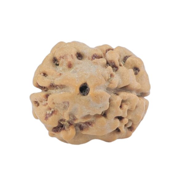2 Mukhi Rudraksha 17.2mm 1.19gm - Rudraksha