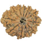 11 Mukhi Rudraksha 25.1mm 3.67gm - Rudraksha