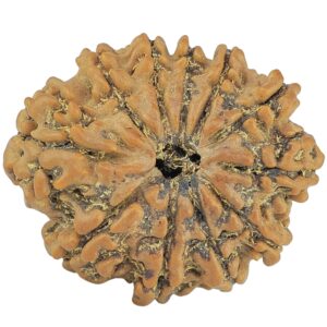 11 Mukhi Rudraksha 25.1mm 3.67gm - Rudraksha