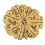 10 Mukhi Rudraksha 27.1mm 4.81gm - Rudraksha