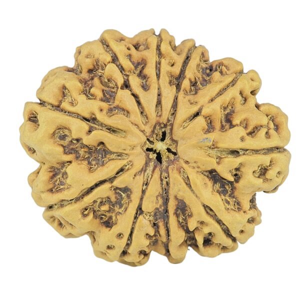 10 Mukhi Rudraksha 27.1mm 4.81gm - Rudraksha