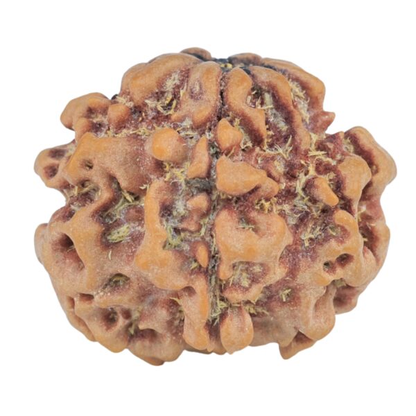 1MK(Underdeveloped) 23.7mm 3.9gm - Rudraksha
