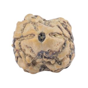 2 Mukhi Rudraksha 21.6mm 1.69gm - Rudraksha