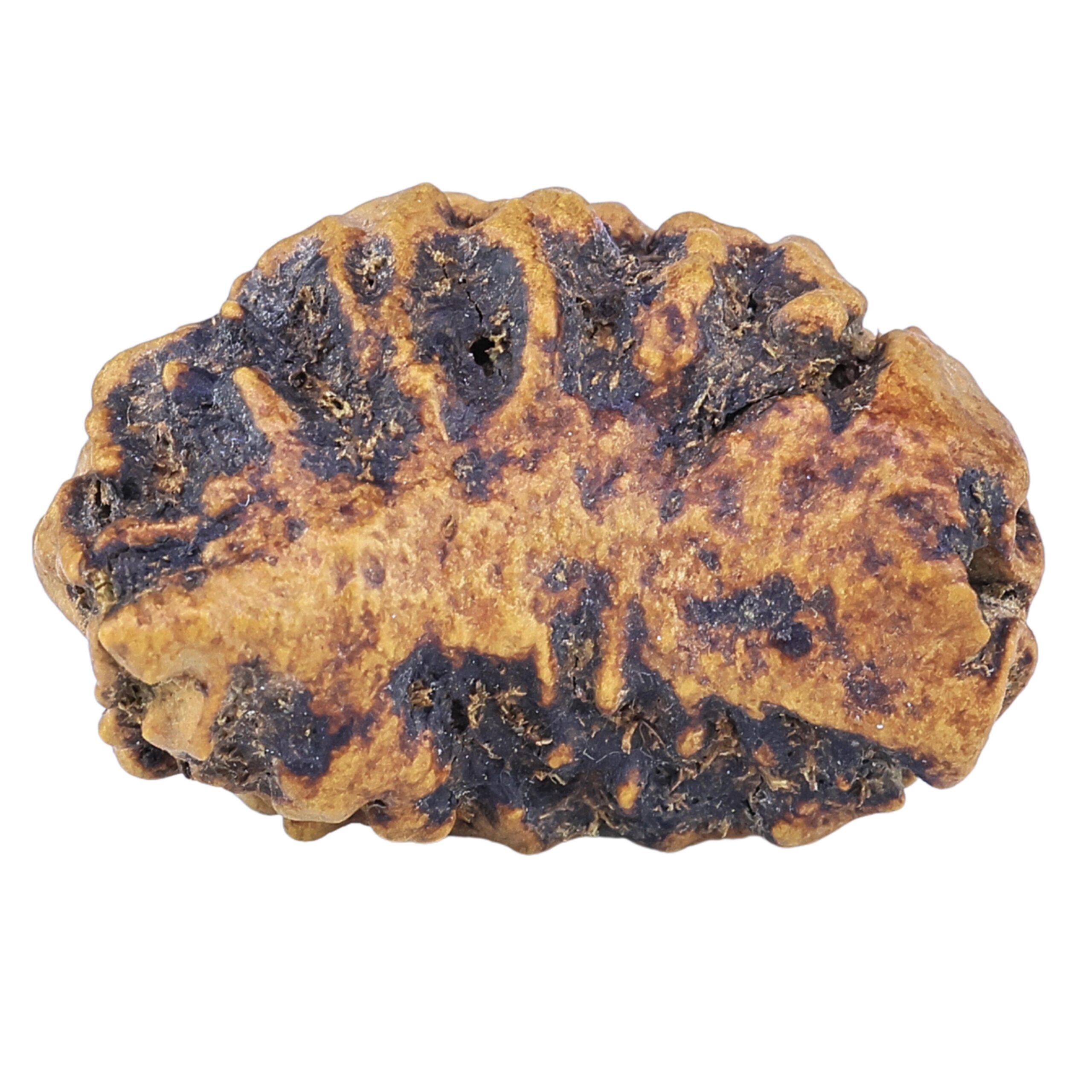 2 Mukhi Moon Shape 26mm 2.72gm - Rudraksha