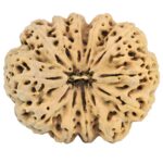 12 Mukhi Rudraksha 36.2mm 9.4gm - Rudraksha