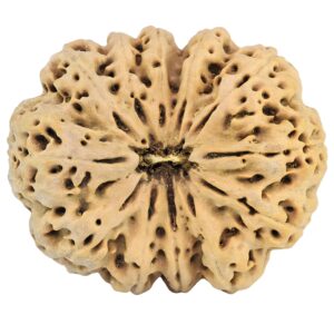 12 Mukhi Rudraksha 36.2mm 9.4gm - Rudraksha