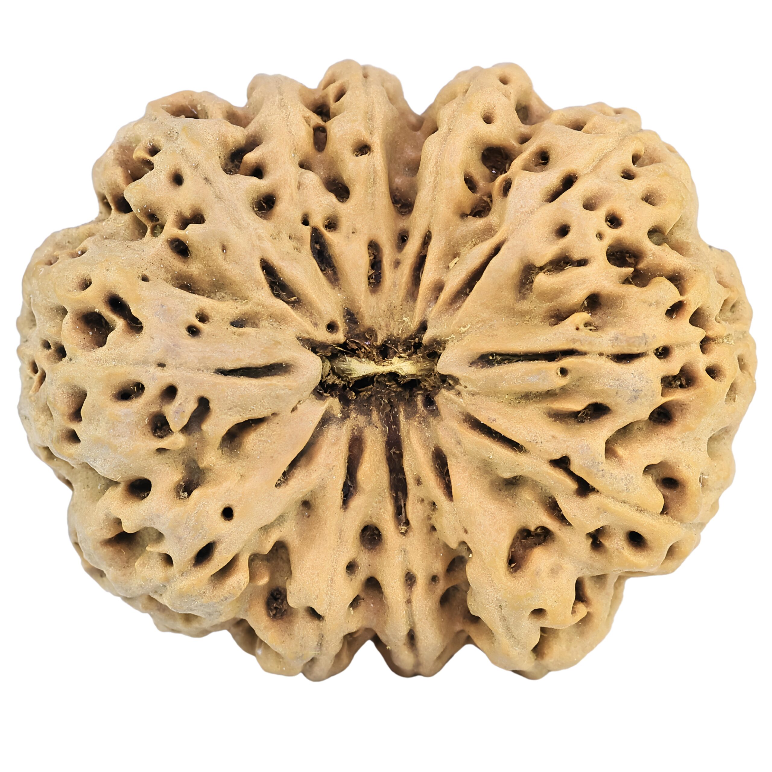 12 Mukhi Rudraksha 36.2mm 9.4gm - Rudraksha