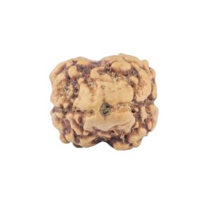 2 Mukhi Rudraksha 19.6mm 1.32gm - Rudraksha