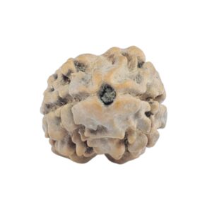 2 Mukhi Rudraksha 18.8mm 0.89gm - Rudraksha