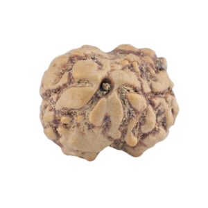 2 Mukhi Rudraksha 21.7mm 2.29gm - Rudraksha