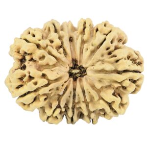 11 Mukhi Ganesh 35.8mm 5.58gm - Rudraksha