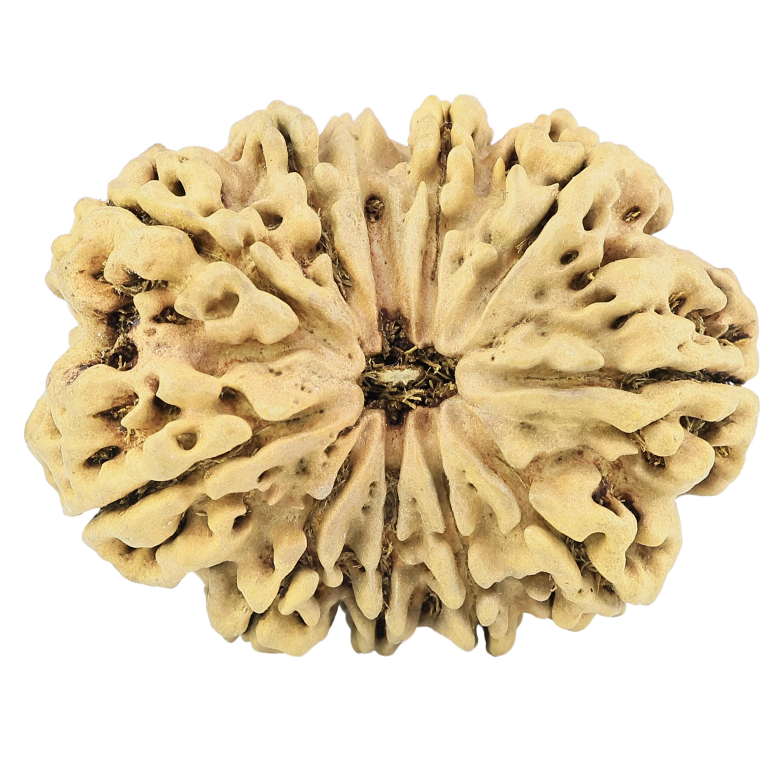 11 Mukhi Ganesh 35.8mm 5.58gm - Rudraksha