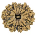 12 Mukhi Rudraksha 24.3mm 3.38gm - Rudraksha