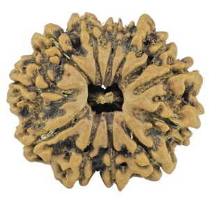 12 Mukhi Rudraksha 24.3mm 3.38gm - Rudraksha