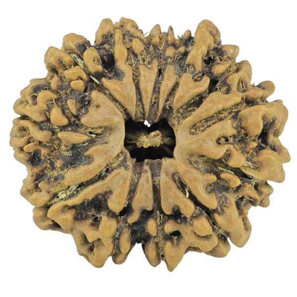 12 Mukhi Rudraksha 24.3mm 3.38gm - Rudraksha