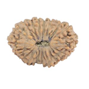 19 Mukhi Rudraksha 16.9mm 1.02gm - Rudraksha