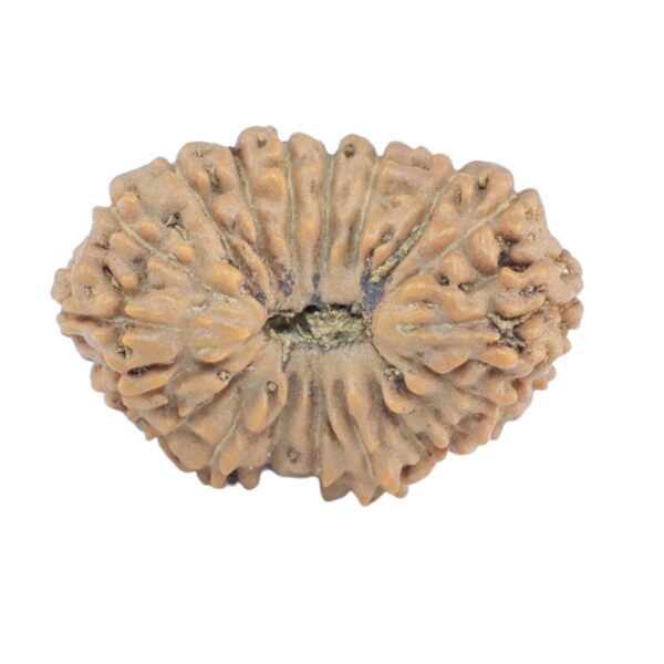 19 Mukhi Rudraksha 16.9mm 1.02gm - Rudraksha