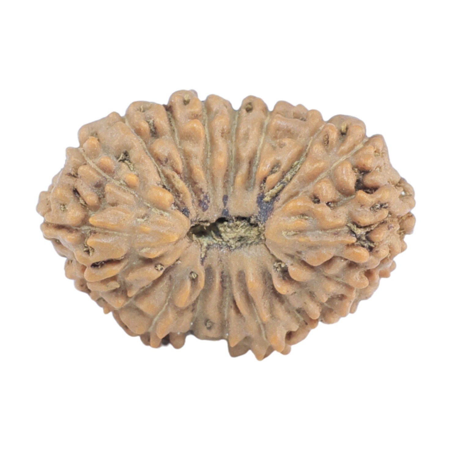 19 Mukhi Rudraksha 16.9mm 1.02gm - Rudraksha