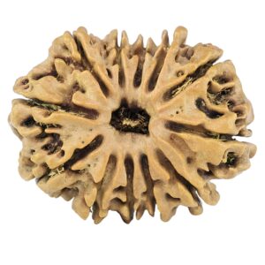 12 Mukhi Rudraksha 26mm 3.24gm - Rudraksha