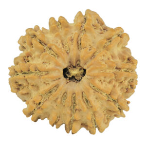 11 Mukhi Rudraksha 24.4mm 3.92gm - Rudraksha