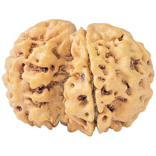 Sawar/Ganesh (4+1) 24mm 2.64gm - Rudraksha