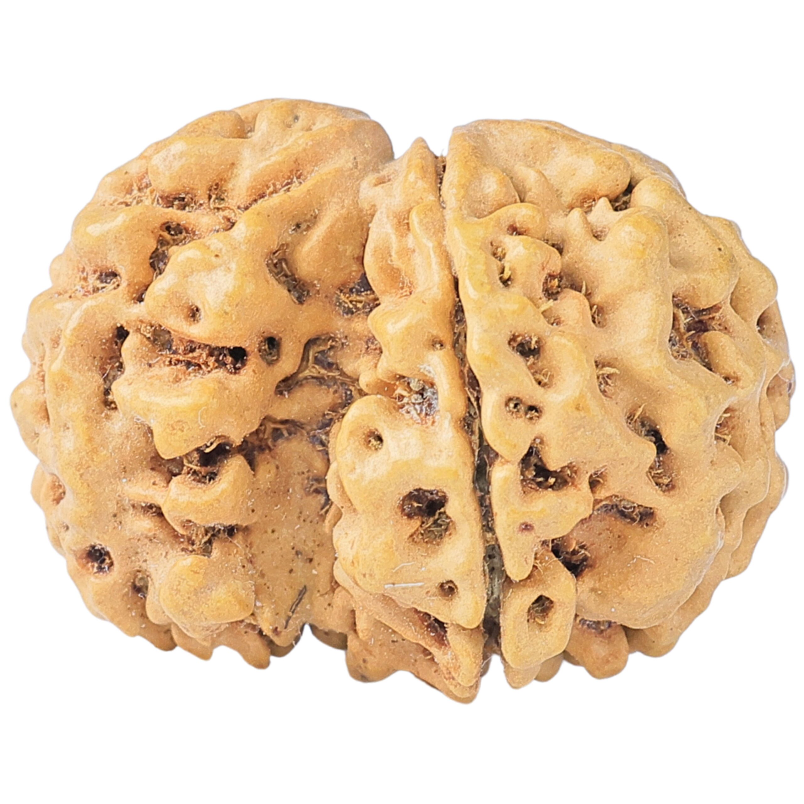 Sawar/Ganesh (4+1) 24mm 2.64gm - Rudraksha