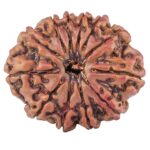 12 Mukhi Rudraksha 27.8mm 5.36gm - Rudraksha