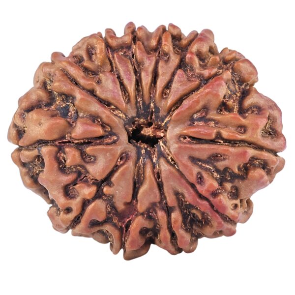 12 Mukhi Rudraksha 27.8mm 5.36gm - Rudraksha