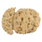 Sawar/Ganesh (6+1) 24.7mm 2.61gm - Rudraksha