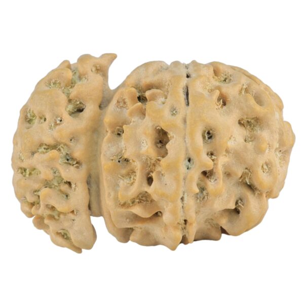 Sawar/Ganesh (6+1) 24.7mm 2.61gm - Rudraksha